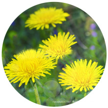 Edible Flower Plant Dandelion Seeds